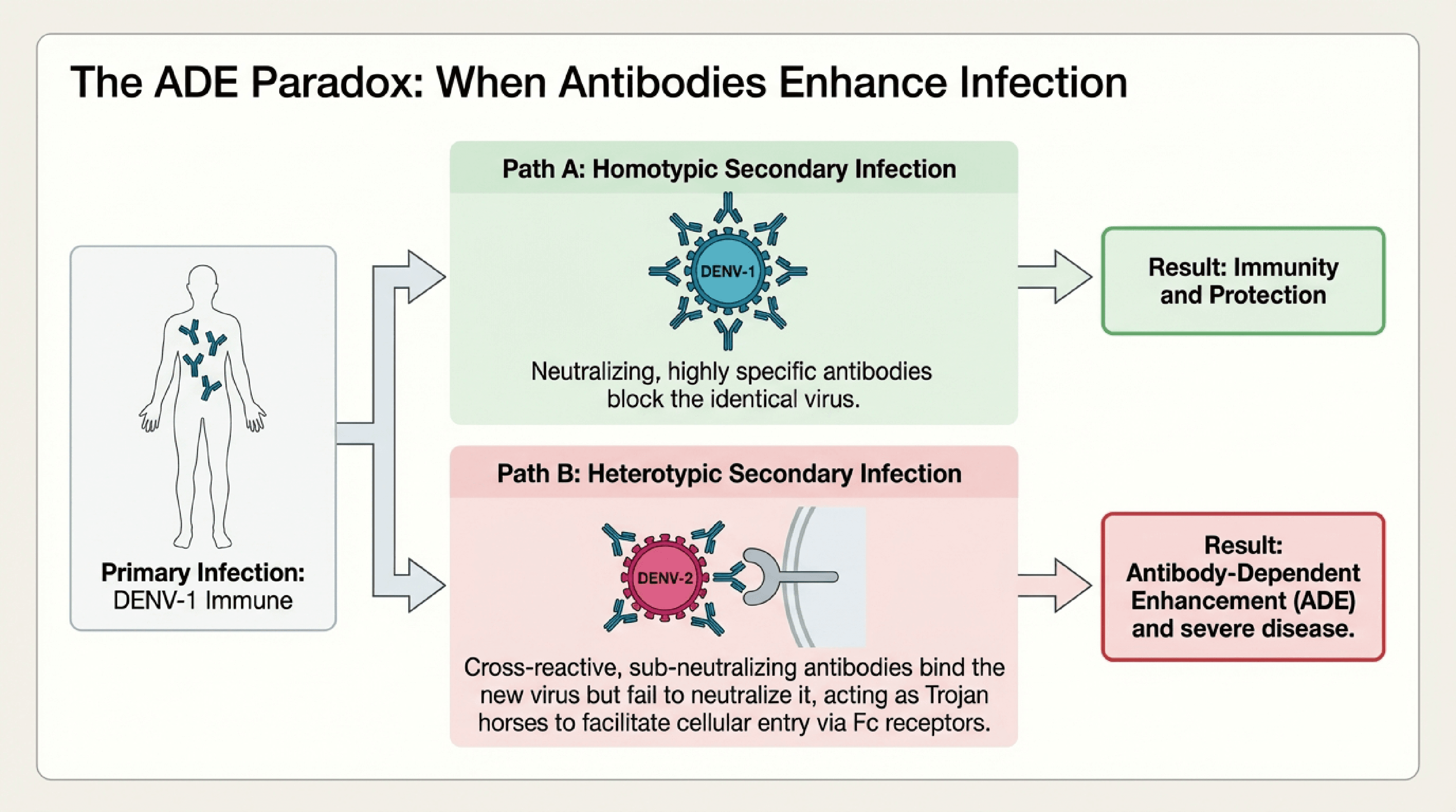 The ADE paradox: homotypic protection vs heterotypic enhancement
