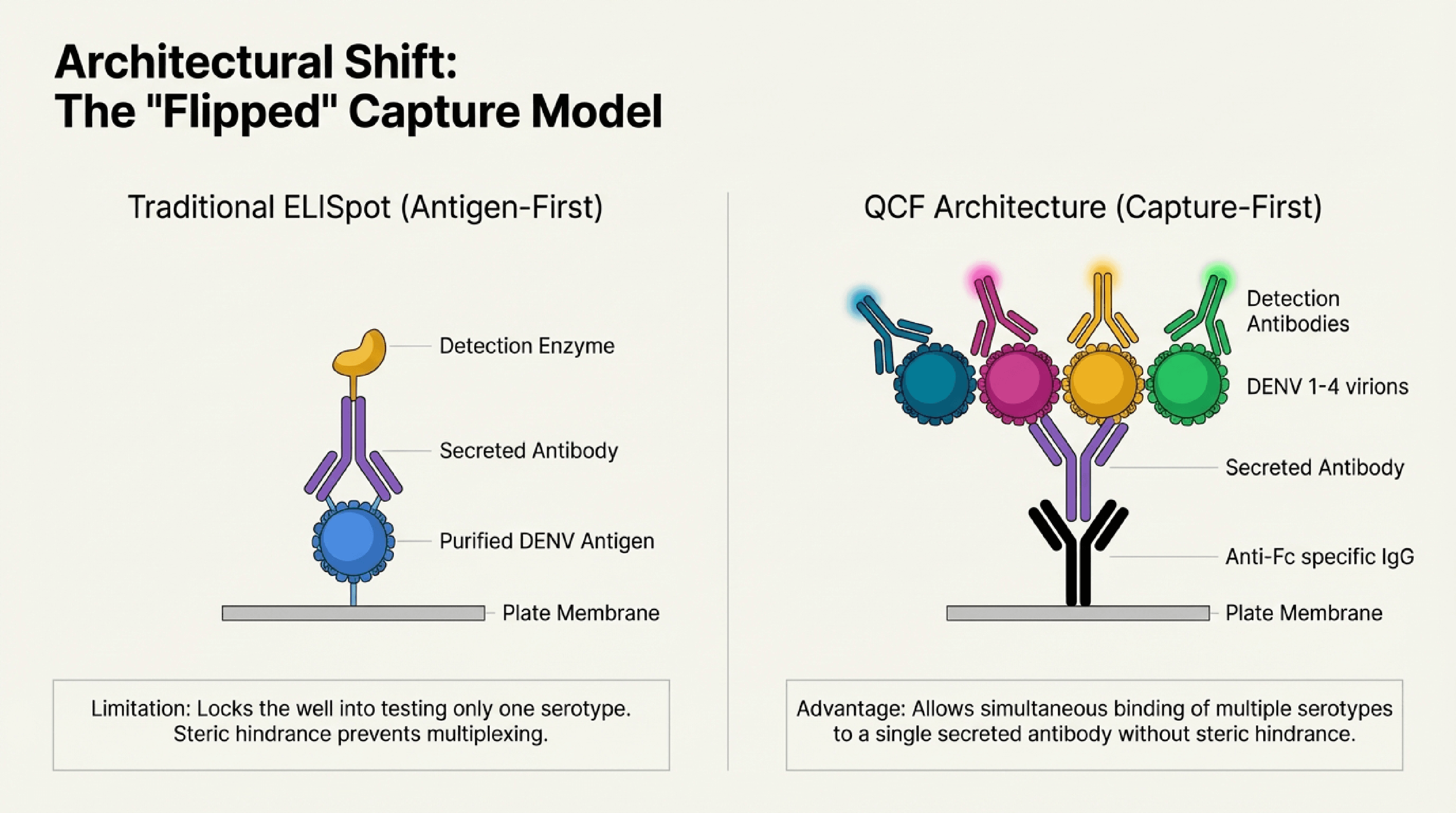 Traditional ELISpot (antigen-first) vs QCF architecture (capture-first)