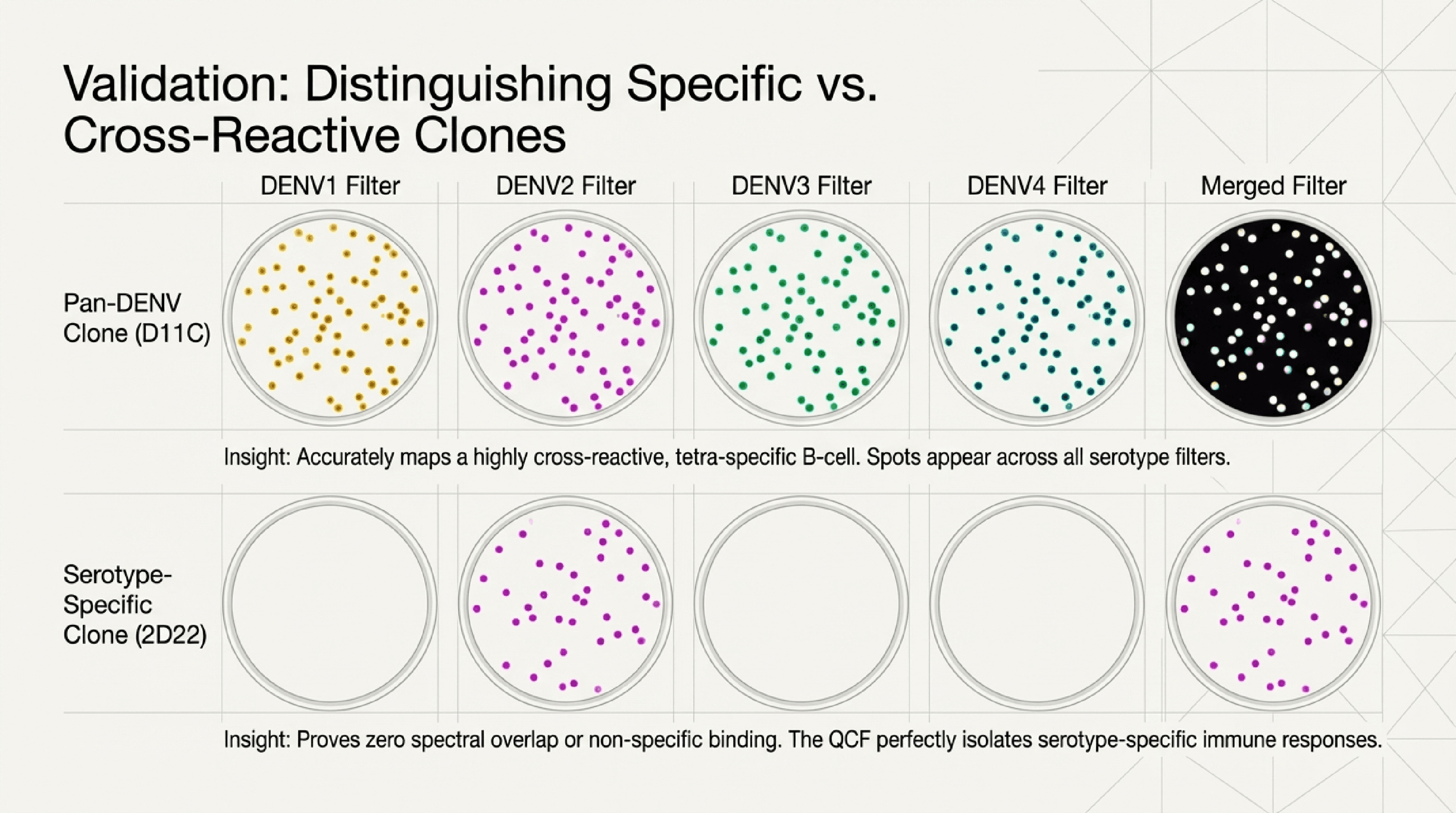 Validation: pan-DENV clone shows spots in all 4 filters; serotype-specific clone shows spots in only 1 filter